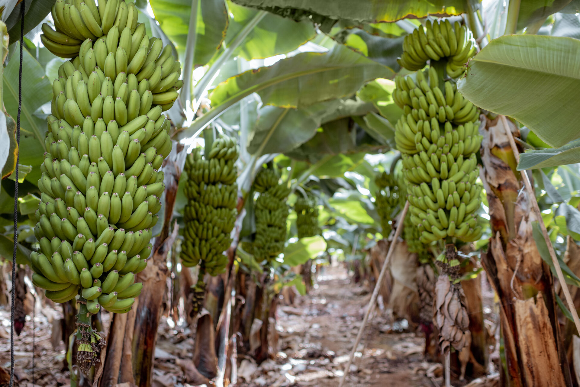 Agricultural Products